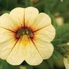 Calibrachoa 'Callie Cream with Eye'