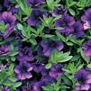 Calibrachoa 'Callie Dark Blue'