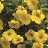 Calibrachoa 'Callie Deep Yellow'