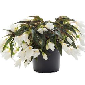 Begonia boliviensis 'Beauvilia White'