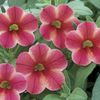 Calibrachoa 'Callie Painted Coral'