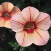 Calibrachoa 'Callie Peach'
