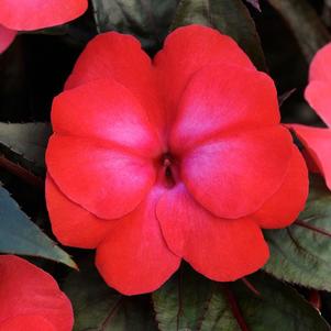 New Guinea impatiens hawkerii 'Color Power Dark Pink Flame'