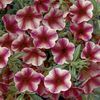 Calibrachoa 'Callie Star Rose'