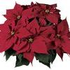 Poinsettia Euphorbia Pulcherrima 'Novia'