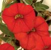 Calibrachoa 'Callie Scarlet '08'
