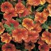 Calibrachoa  'Callie Sunrise'