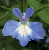 Lobelia 'Techno Heat Upright Blue'