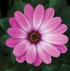 Osteospermum 'Tradewinds Pink'