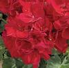 Geranium Zonal pelargonium zonale 'Tango Deep Red'