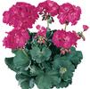 Geranium Zonal pelargonium zonale 'Tango Hot Pink'
