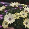 Osteospermum 'Tradewinds Yellow Bi-Color'