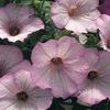 Petunias  'Whispers Appleblossom'