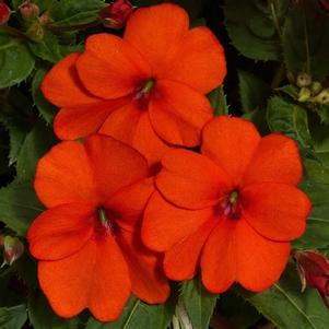 Petunias  'Whispers Blue Rose'