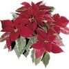 Poinsettia Euphorbia Pulcherrima 'Silverstar Red'