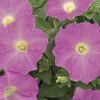 Petunia 'Whispers Bright Pink'