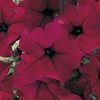 Petunias  'Jamboree Burgundy'