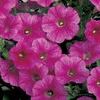 Petunia 'Whispers Rose Vein'