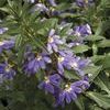Scaevola  'Bombay Blue'