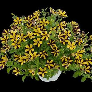 Petunia hybrida 'Ray Sunflower'