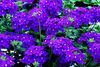 Verbena  'Escapade Light Purple with Eye'
