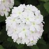 Verbena 'Lanai Blush White'