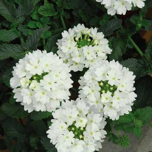 Verbena hybrida 'Lascar White'