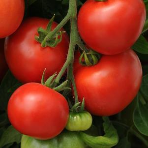 Tomato 'Homeslice'