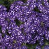 Verbena 'Lanai Purple Star'