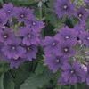 Verbena 'Lanai Upright Violet'