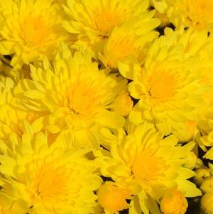 Mum chrysanthemum x morifolium 'Honeyblush Yellow'