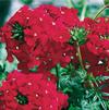 Verbena 'Magalena Red'