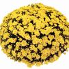 Mum chrysanthemum x morifolium 'Conaco Yellow'