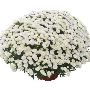 Mum chrysanthemum x morifolium 'Rhonda White'