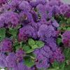 Ageratum 'Artist Blue Violet'