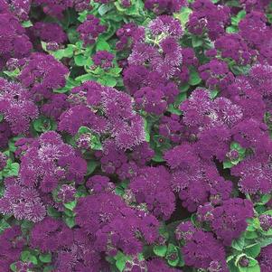 Ageratum 'Artist Purple'