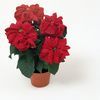 Poinsettia Euphorbia Pulcherrima 'Winter Rose Dark Red'