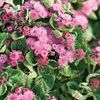 Ageratum 'Artist Rose'