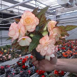 Begonia hybrida 'I'Conia Miss Montreal'