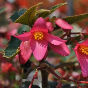 Begonia boliviensis 'Mistral Pink'