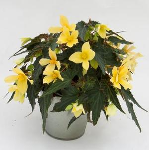 Begonia boliviensis 'Mistral Yellow'