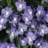 Angelonia 'Angelface Dresden Blue'