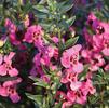 Angelonia 'Angelface Pink Improved'