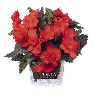 Begonia hybrida 'I'Conia Red'