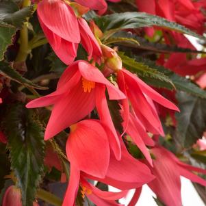 Begonia boliviensis 'Waterfalls Encanto Pink'
