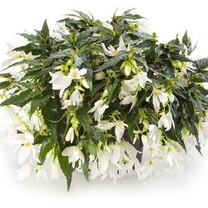Begonia boliviensis 'Waterfalls Encanto White Blush'