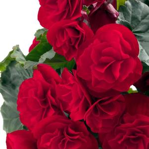 Begonia hiemalis 'Carmen Red'