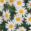 Argyranthemum 'Molimba Helio White'