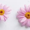 Argyranthemum 'Molimba Pink'