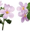 Bacopa 'Snowstorm Pink Improved'
